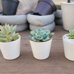 Tiny Glass Succulent – Perfect Little Gift 🌿✨Small but full of personality 💚
These mini glass planters are perfect for gifting, desk décor, or addin
