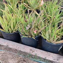 Aloe Vera Plants 