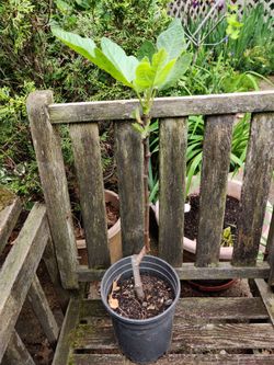 Large Fig Ficus Carica Live Plant Tree Sweet Red Fruit