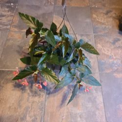 Begonia Plant 10in Pot