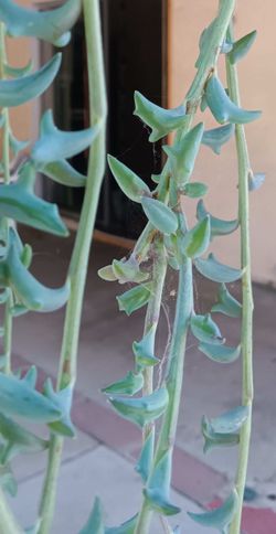 String of Dolphins Plant