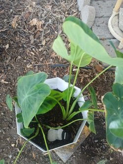 Beautiful plant
