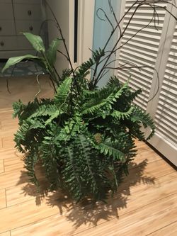 Plant Home Decor