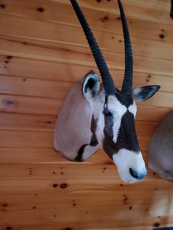 African Gemsbok Mount