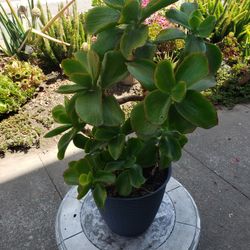 Plant For Sale