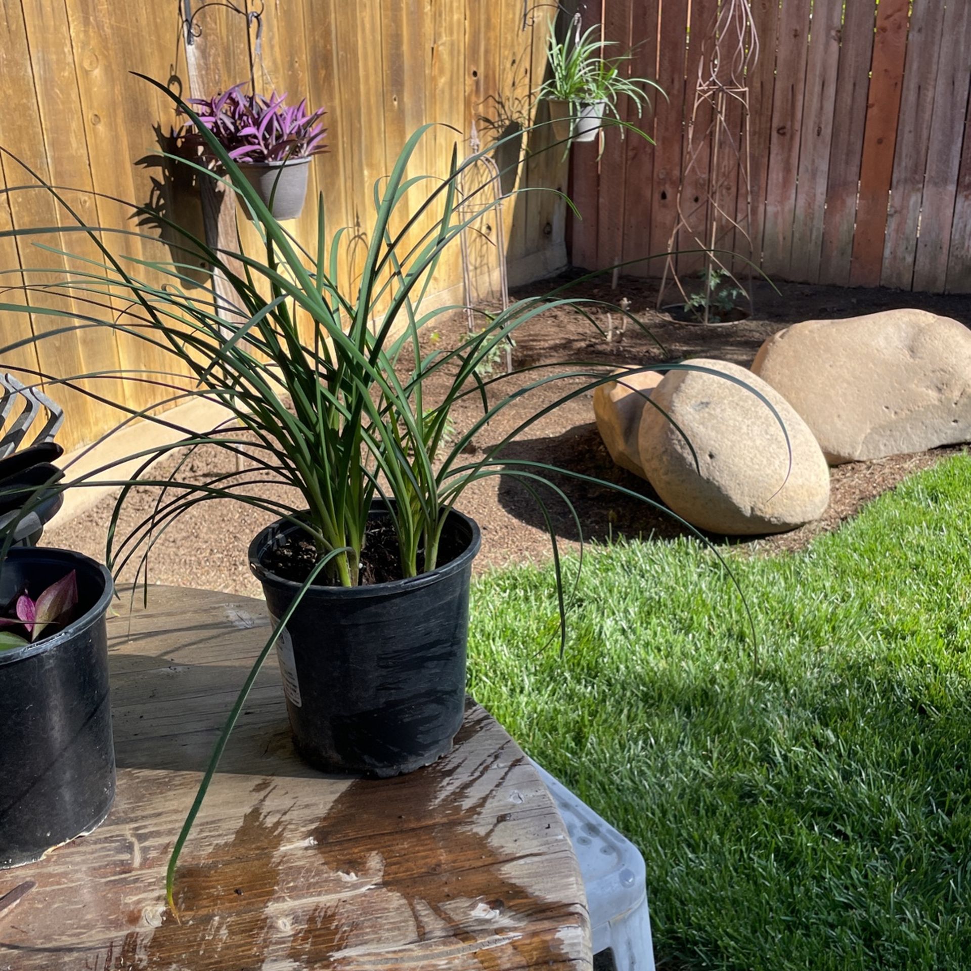 Society Garlic plant