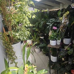 Plants Read Description Please