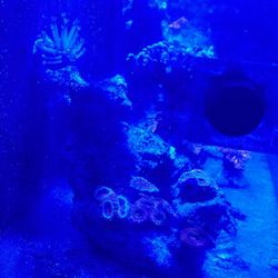 Reef Tank Decorative Coral For Sale.