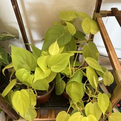 Neon Heartleaf Philodendron 