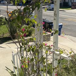 Beautiful Pink/Red Flower BOUGAINVILLEA