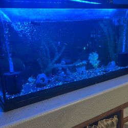 65 Gallon Fishtank