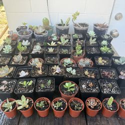 Various Succulents 