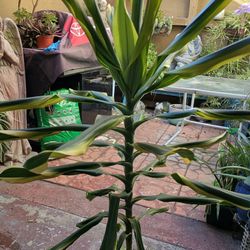 Dracaena & Spider Plant 