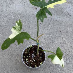 Philodendron Golden Dragon Variegated 