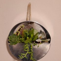Hanging Tin Planter with Live Succulents