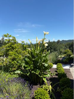 CALLY LILLY 6’ HIGH!