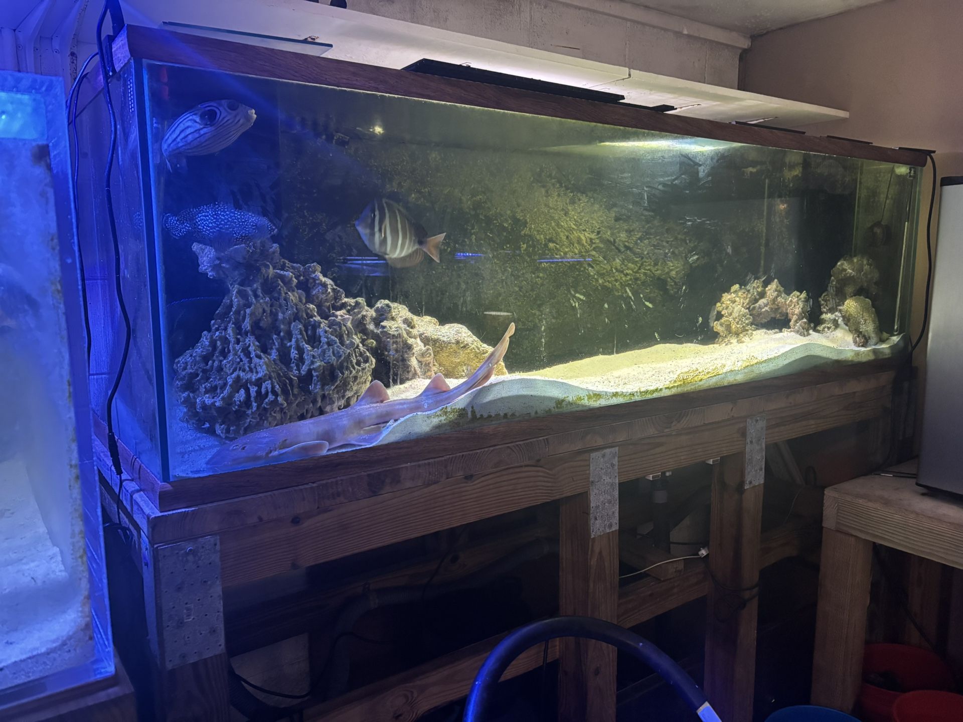 Fish Tank 220 G With Stand And Sump 