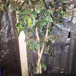 Plastic House Tree