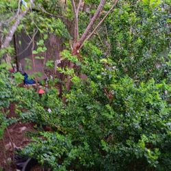 6' Boxwood 