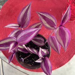 Pink Purple Inch Plant Outdoor 