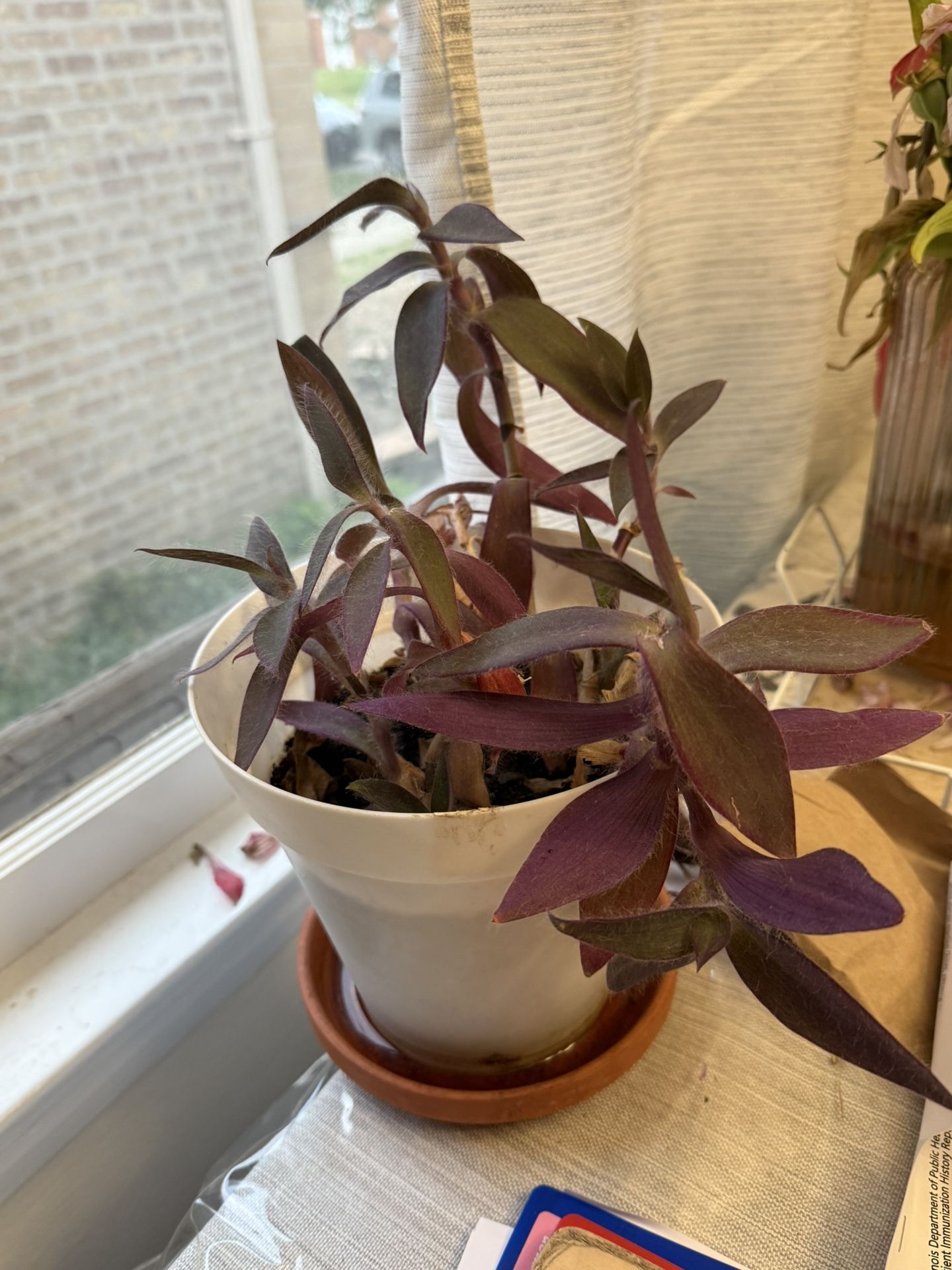 Purple Hearts Plant With Pot