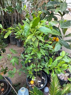 Mexican lime tree