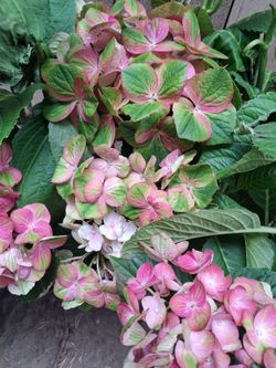 Hydrangea Big Leaf - 'Tilt-A-Swirl' Variety - Super Healthy & Beautiful - 8 For This Price - Retails for $240!!!