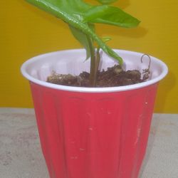 Arrowhead Vine Plant 