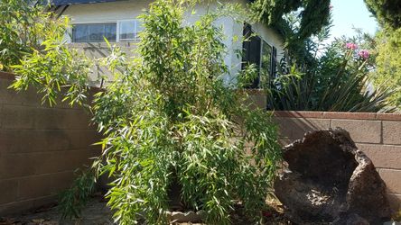 Black Bamboo
