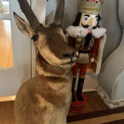 Taxidermy Pronghorn Antelope!! $200 Obo! 