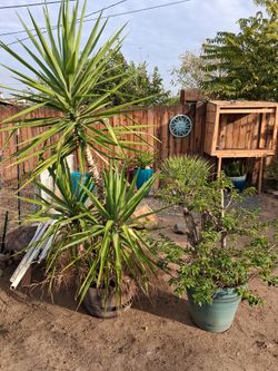 Plants