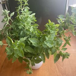 Fresh Cut Oregano From My Garden