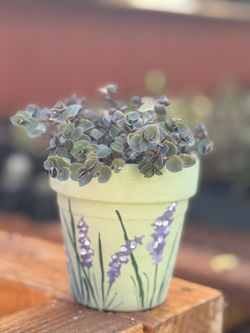 Succulents