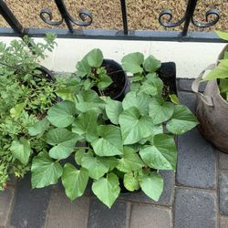 Sweet potato Starts 