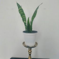 SNAKE Plant - Newly Grown