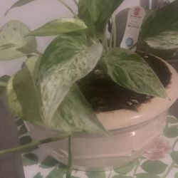 Plant for Inside!   Please 