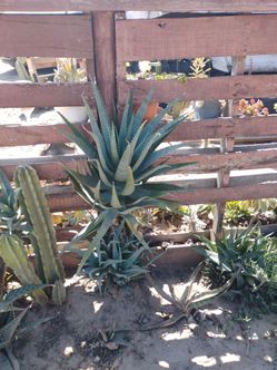Aloe tree