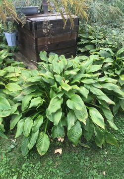 green giant hosta plants
