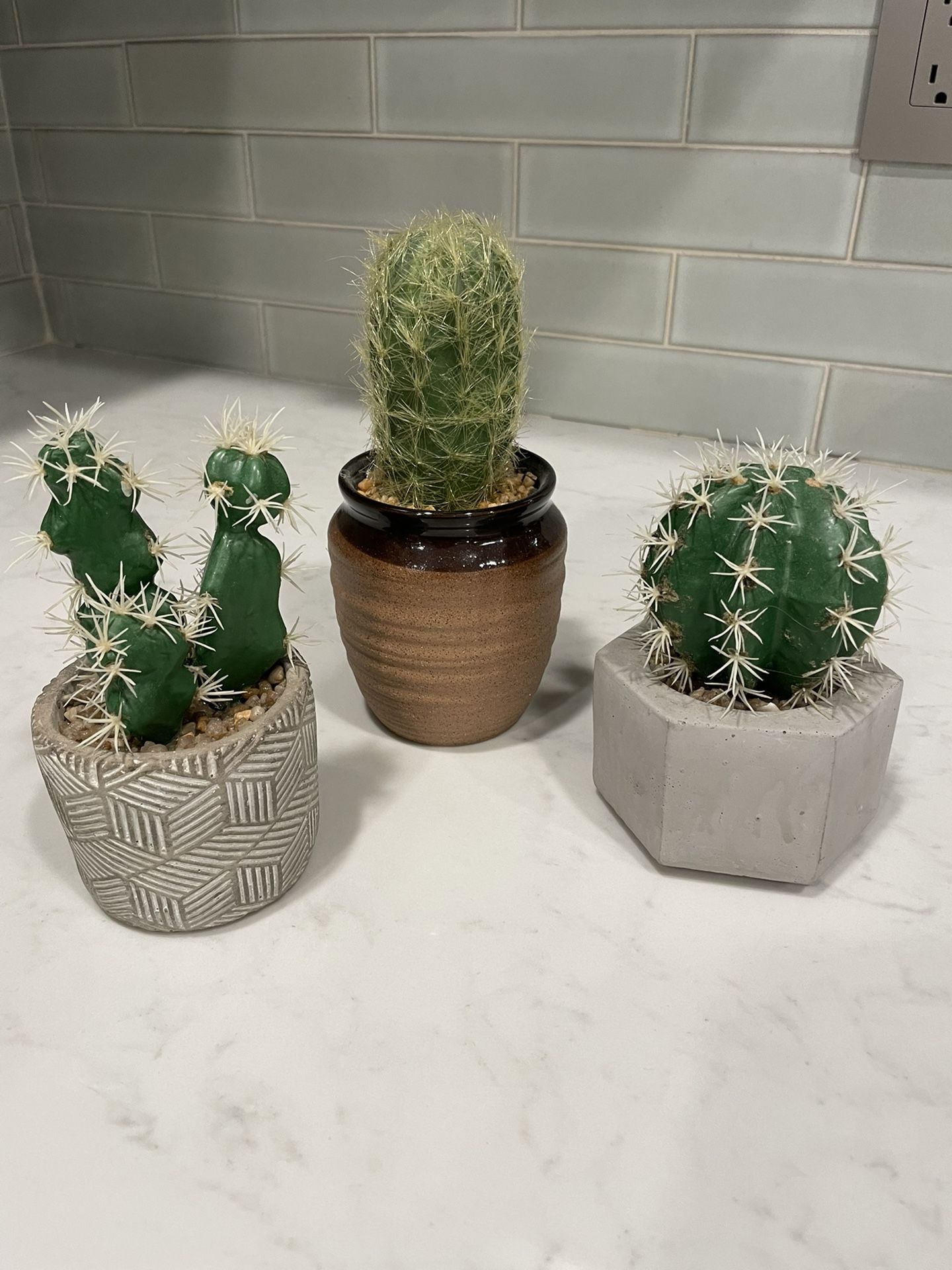 Set of Cacti