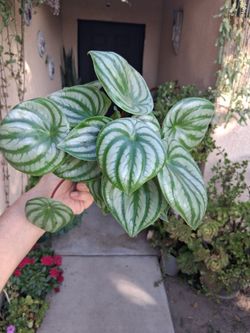 Peperomia Watermelon Plant $15