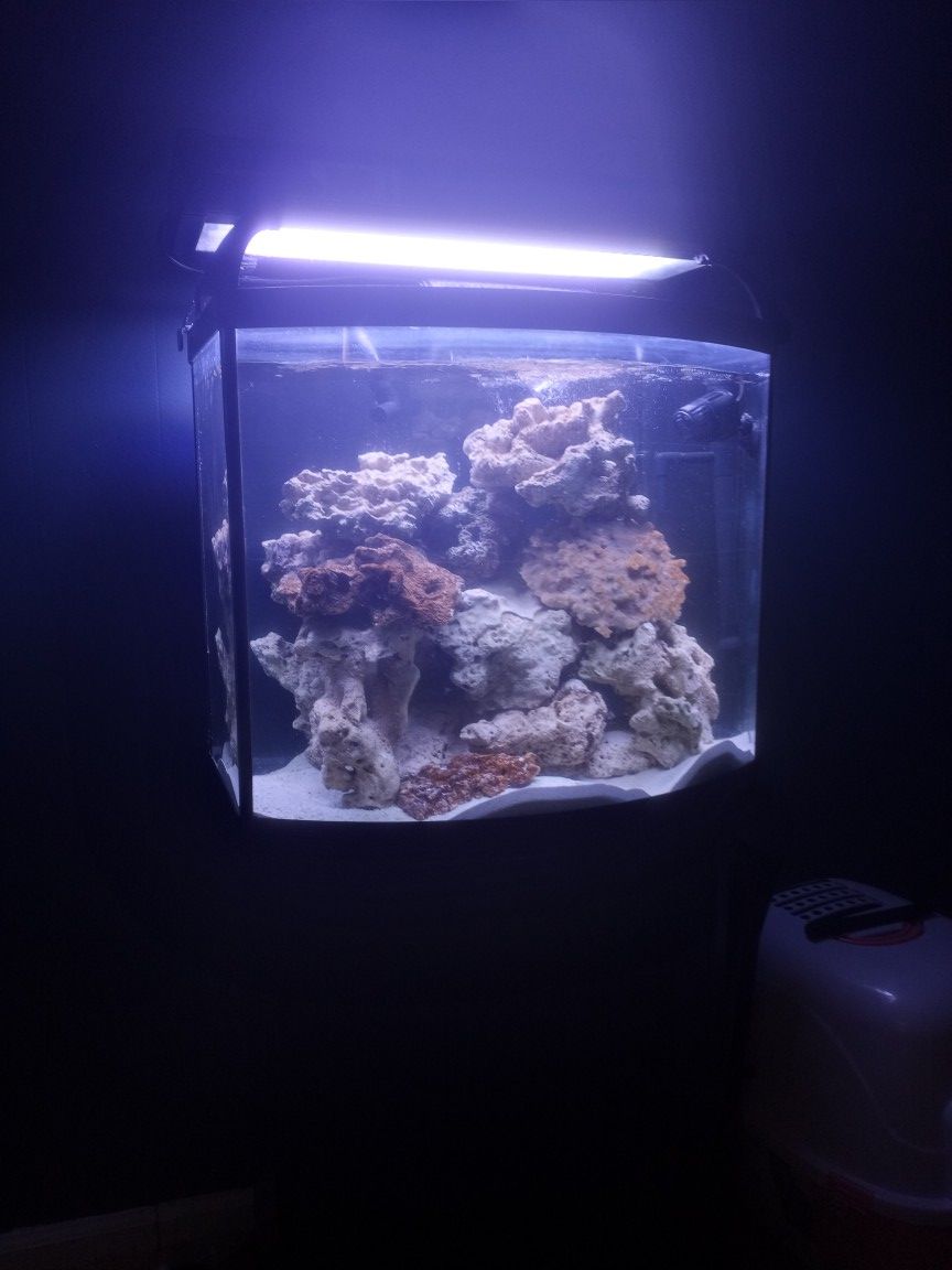 35 gallon tank no rock can come with light for a extra 50$