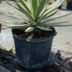 7 Gallons Caribbean Agave