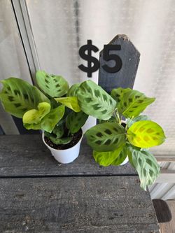 Marantas