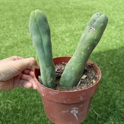 Penis Cactus  