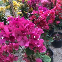 Plantas De Boganbilias En 3 Galones