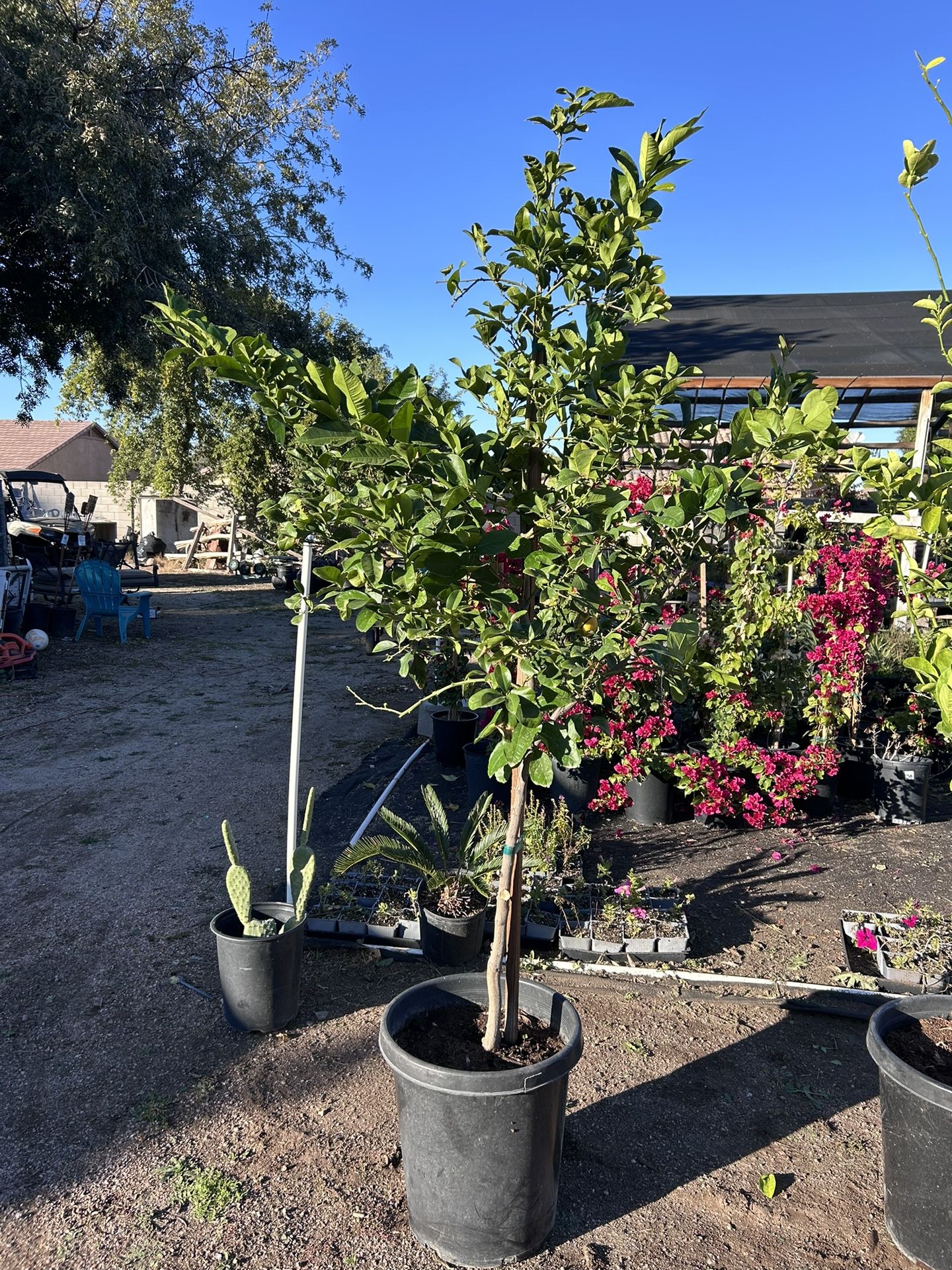 15g Lisbon Lemon/ Yellow Lemon