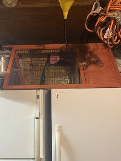 Bunny Cage 