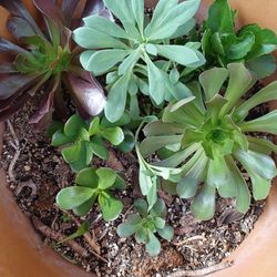 Beautiful Succulent Plants, Very Healthy $5 Each