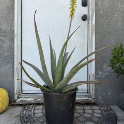 Large Aloe Vera Plant Savila / 5 Gal