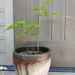 Live Healthy Plant Asparagus Fern In 9" Ceramic Pot Beautiful 